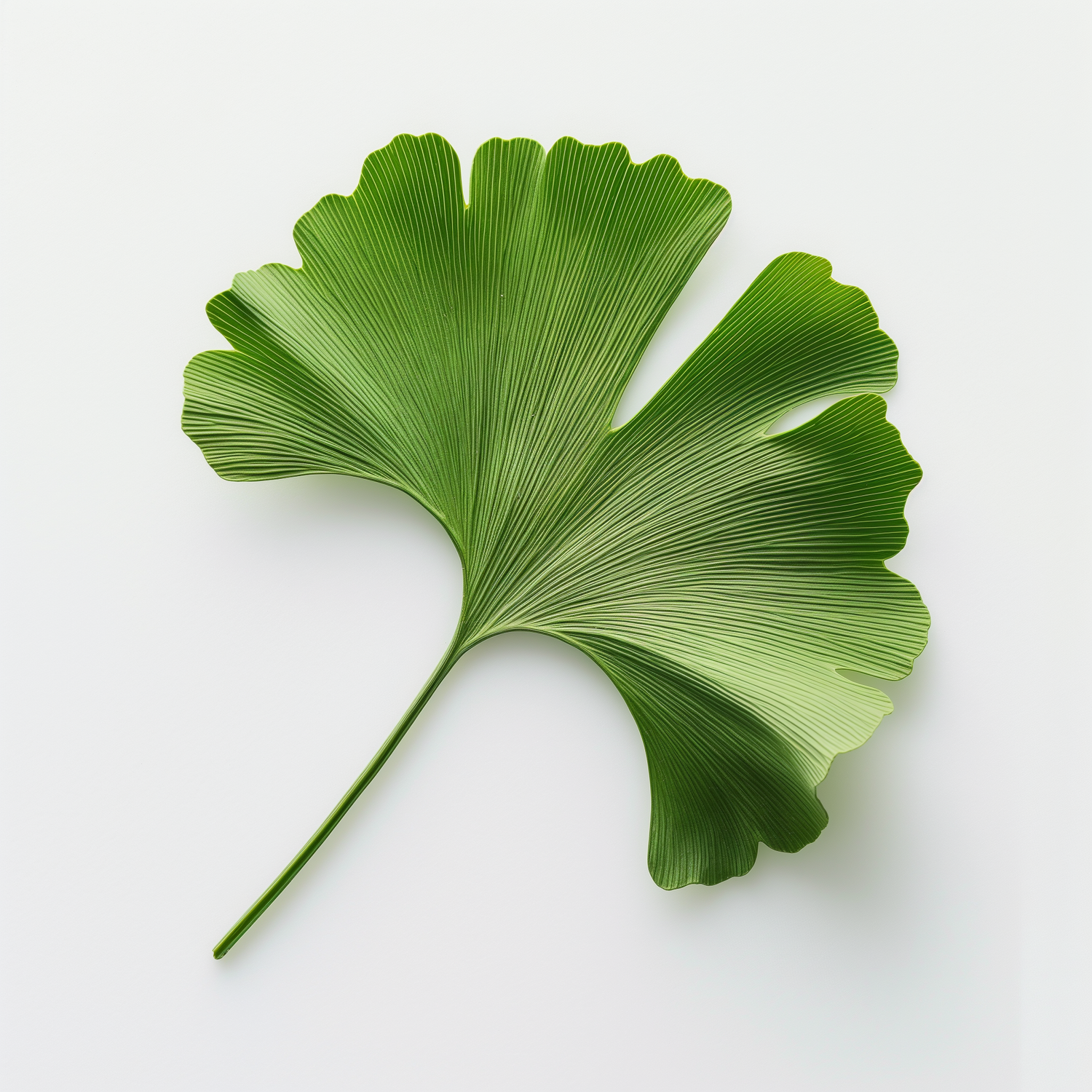 GINKGO BOOSTER