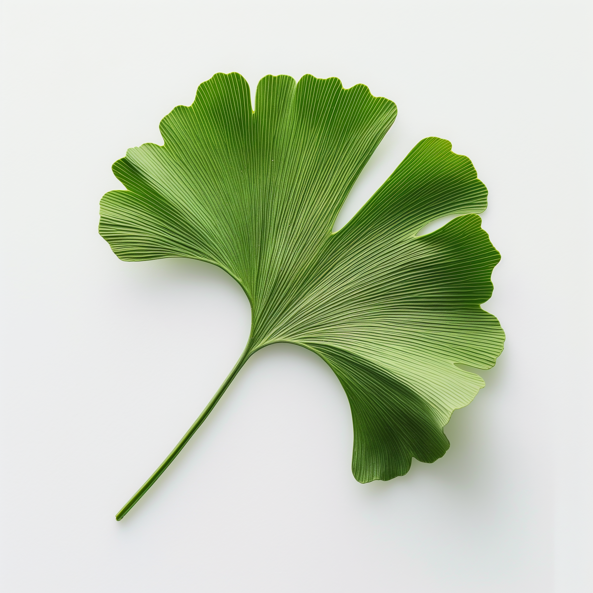 GINKGO BOOSTER